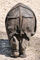 Neushoorn