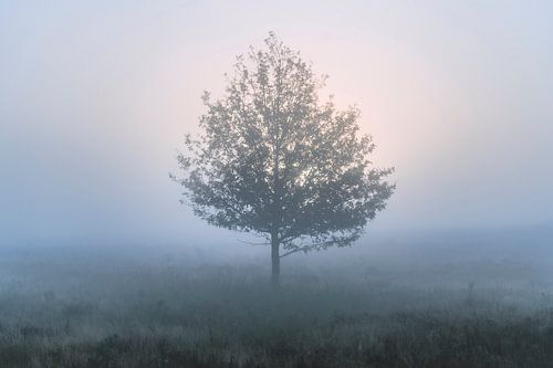 Silhouette d'un bouleau à contre-jour sur une lande brumeuse sur Fotografiecor .nl