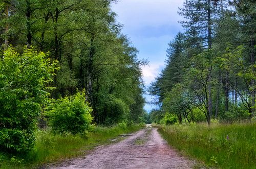 Onverharde weg in het bos