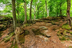 Mullerthal Trail VI