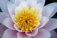 water lily