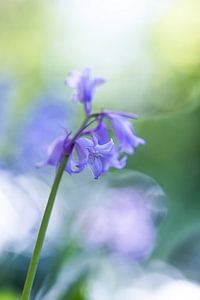 Waldhyazinthe Nahaufnahme