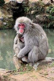 Mother macaque with baby in embrace in watery landscape