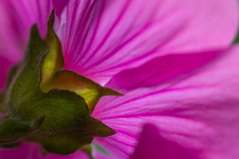 Pink 2 by peterheinspictures