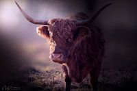Scottish Highlander