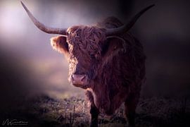 Schotse hooglander van MCreations MCreations