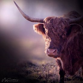 Highlander écossais sur MCreations MCreations