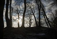 Tanzende Bäume auf Rügen