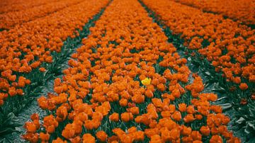 Oranje tulpenveld met één geel, Noordwijk van Yanuschka Fotografie | Noordwijk