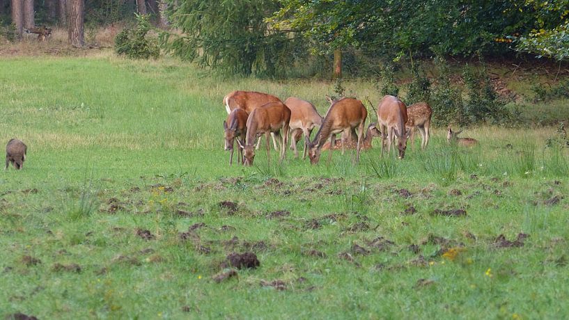 Herten, Zwijnen van Gijs van Veldhuizen