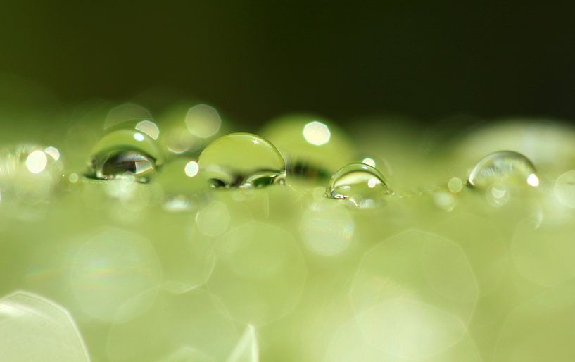 Drops von Frank Smedts
