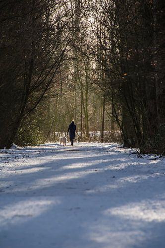Belle promenade avec le chien
