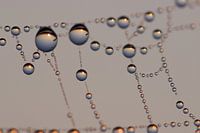 drops at sunrise - pearls in the polder