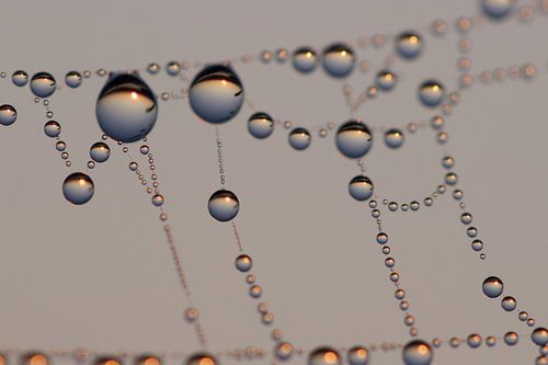 drops at sunrise - pearls in the polder