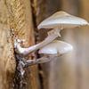 Champignons contre un tronc d'arbre sur Els F.