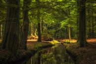 Water en zonlicht brengen leven in het bos. Water and sunlight make life in the forest. van Jenco van Zalk thumbnail