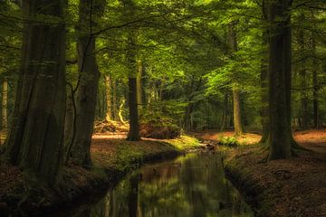 Water en zonlicht brengen leven in het bos. Water and sunlight make life in the forest. sur Jenco van Zalk