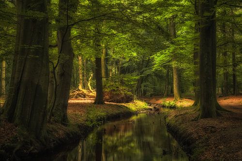 Water and sunlight make life in the forest. Water and sunlight make life in the forest. by Jenco van Zalk