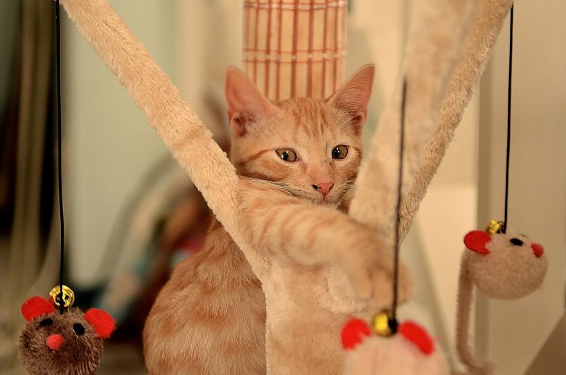 Kater George in Curaçao von Karel Frielink