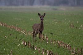 Ree by Ronald Wilfred Jansen