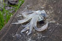 Squid for bait