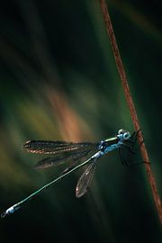 Élégante libellule bleue dans un environnement sombre et profond - la nature en contraste sur NickedPhotos