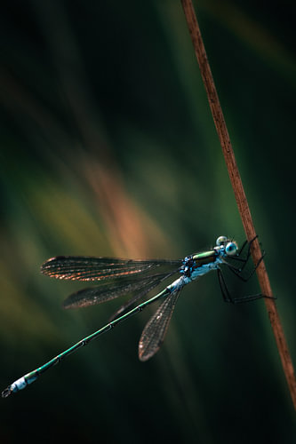 Elegant blue dragonfly in deep dark surroundings - nature in contrast