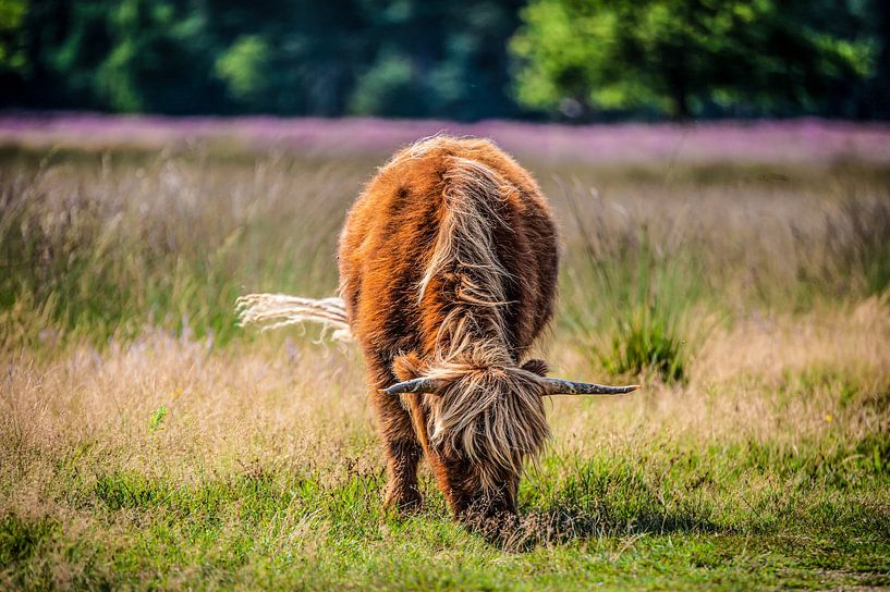 Schottischer Highlander in den Someren Teichen von Bas Fransen