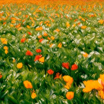 Dansende tulpen, vierkant, abstract van Yanuschka Fotografie | Noordwijk