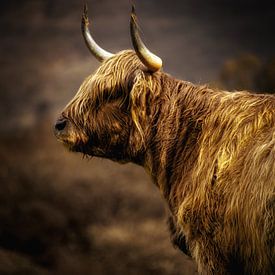 Highlander écossais du Cladich Fold sur Pascal Raymond Dorland