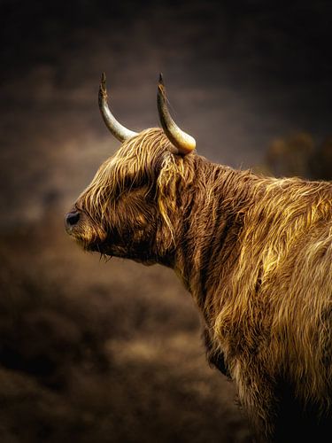 Eeuwige Hooglander: Kracht aan Loch Awe