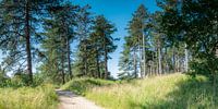 Pine trees on dune top