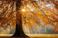 Herbstfarben im Wald von Original Mostert Photography Miniaturansicht