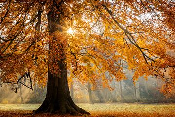 Herfstkleuren in het bos van Original Mostert Photography