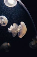 Swimming jellyfish
