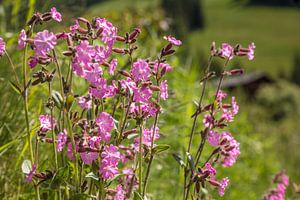 Rote Lichtnelke (Silene dioica) auf Almwiese oberhalb von Innervillgraten