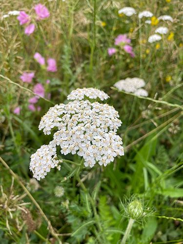 Weiß blumige Freude