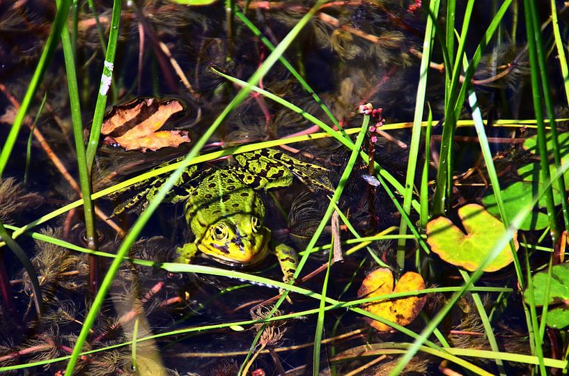 Grenouille dans l'étang par Edgar Schermaul