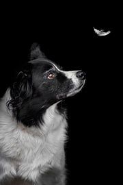 Border Collie mit einer Feder von Kimberly Scheers - Mennen
