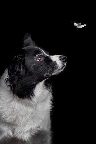 Border Collie avec une petite plume