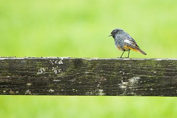 De zwarte roodstaart van Danny Slijfer Natuurfotografie