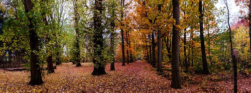 herfstbos (panorama)