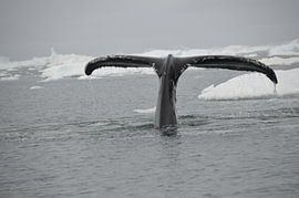 Walschwanz in der Nähe des grönländischen Eisschildes