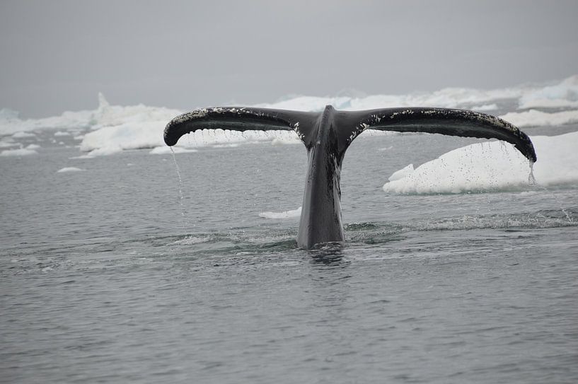 Walschwanz in der Nähe des grönländischen Eisschildes von Olij in Nature