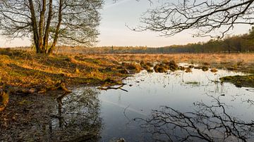 Heideven, Drente von Tony Buijse