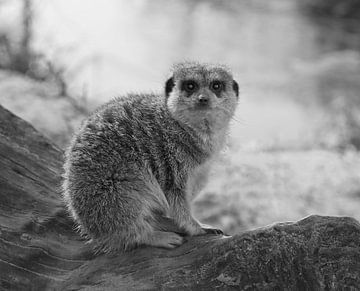 Erdmännchen in Schwarz und Weiß von Jose Lok