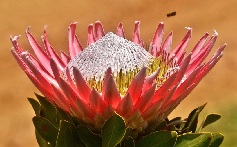 wunderschoene Königs Protea von Werner Lehmann