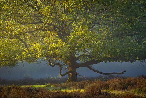 Oak tree on the heath in the spring by Tomas van der Weijden