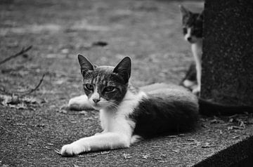 Wilde Katzen | Straßenfotografie in Schwarz-Weiß von Carolina Reina