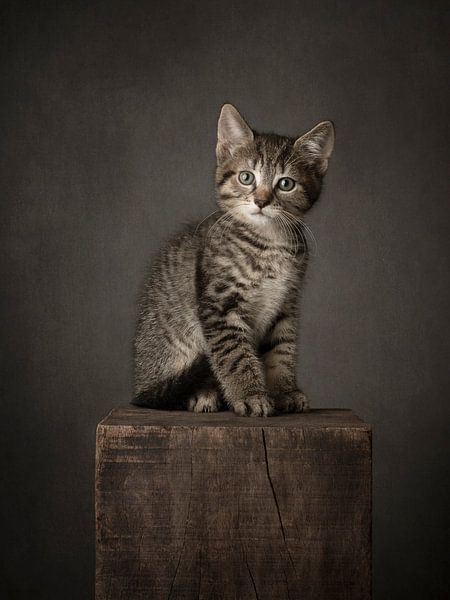 Cyperse kitten van Mariska Vereijken